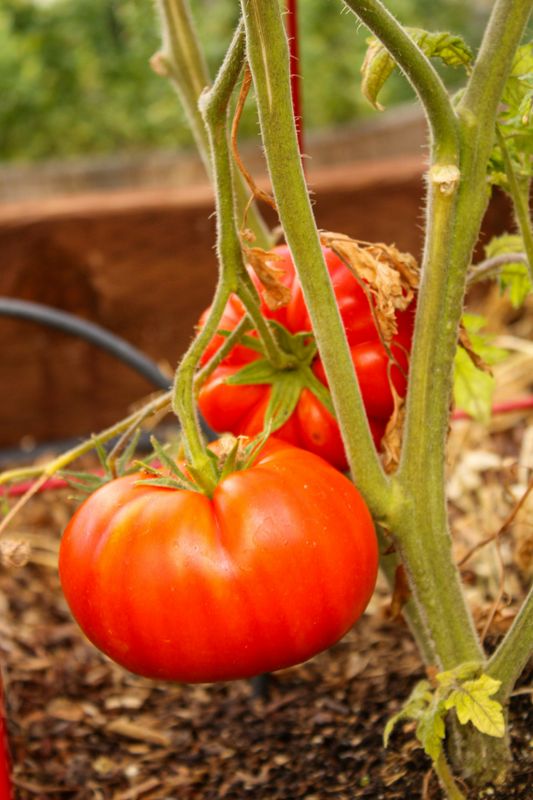 Tomat Marmande