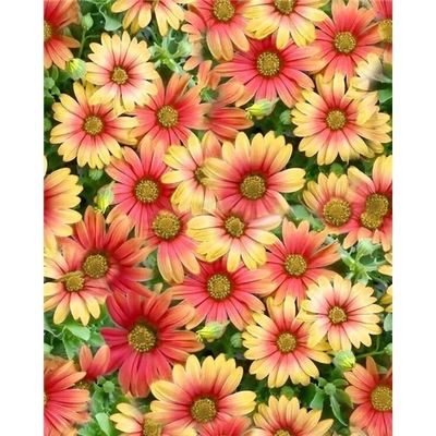 Sommar blommor Gul-Röd 0,6m