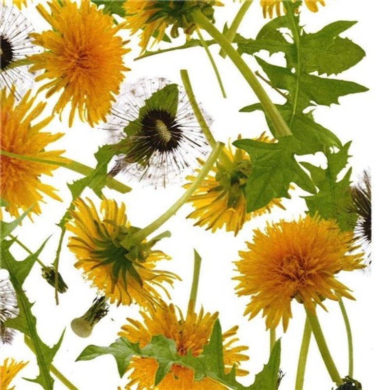 Dandelion