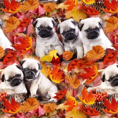 Mopsvalp