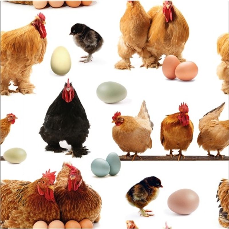 Hönor - Ägg