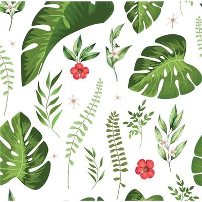 Rödblommig monstera Vit