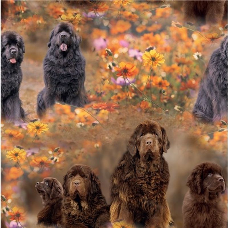 Newfoundland