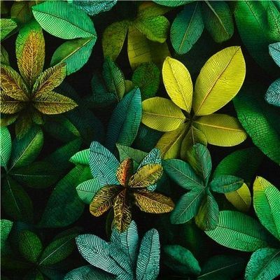 Green Leaves Jogging