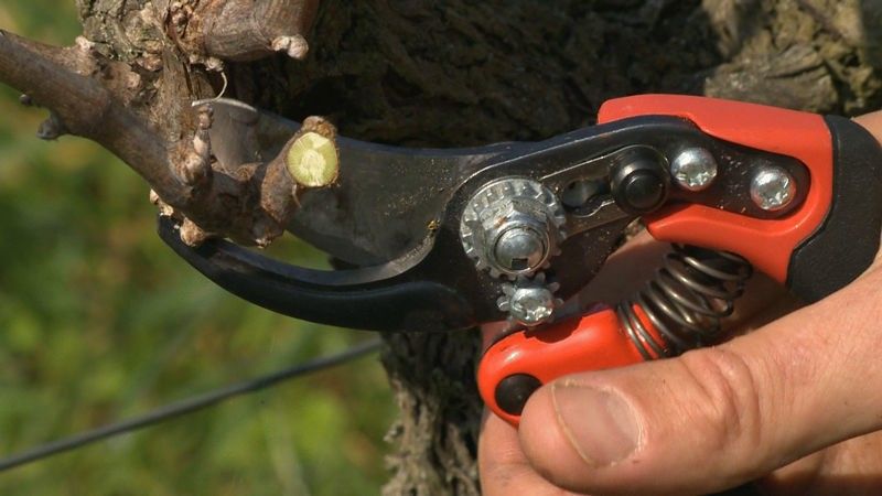 Bahco PX-L2 Sekatör – Ergonomisk och precisionssäker