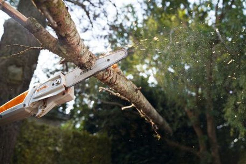 Stihl HTA 50 Kvistsåg 25cm utan batterier