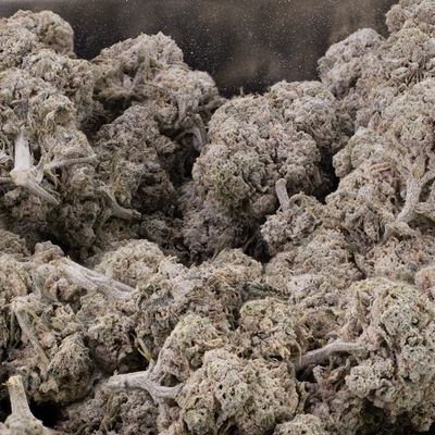 Buds – THCA 25% – Bubbelgum OG – 5 gram