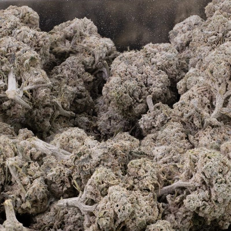 Buds – THCA 25% – Bubbelgum OG – 5 gram