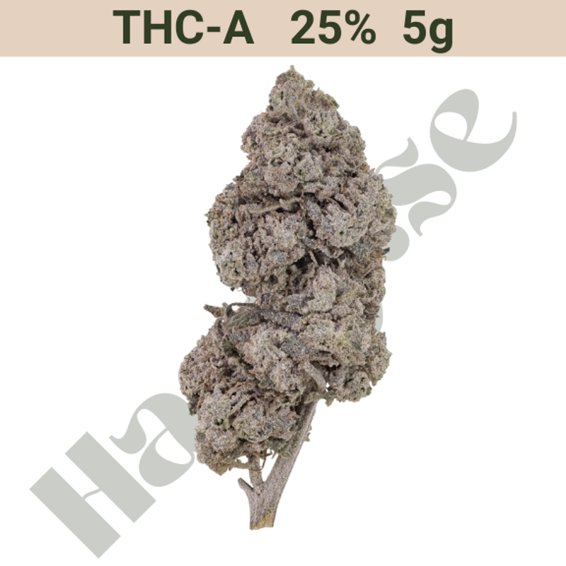 Buds – THCA 25% – Bubbelgum OG – 5 gram