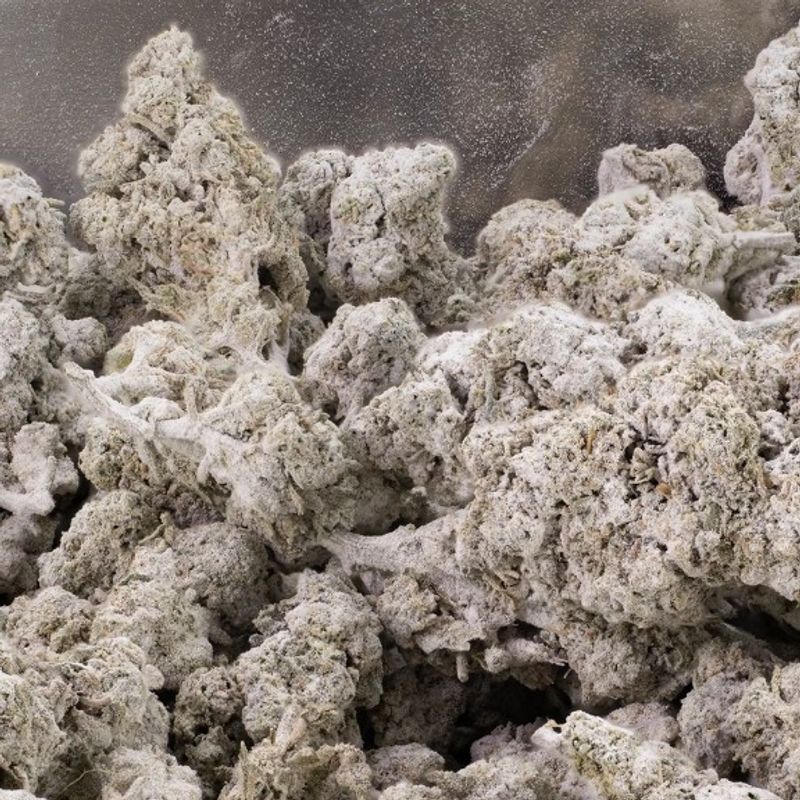 Buds – THCA 24% – Ice indoor – 5 gram