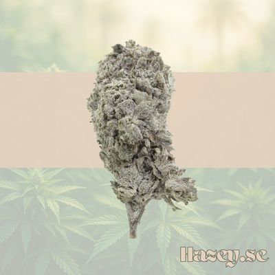 Buds – THCA 23% – Amnesia – 5 gram