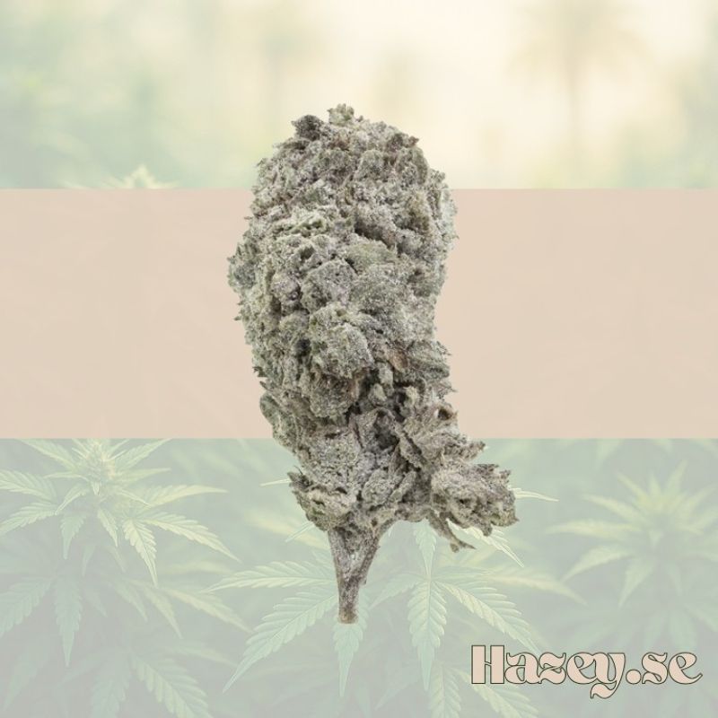 Buds – THCA 23% – Amnesia – 5 gram
