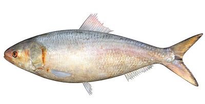 Seamaid Hilsa fisk 1x20kg