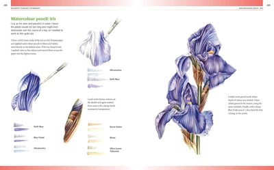 Drawing & Painting Flowers- Målningsguide