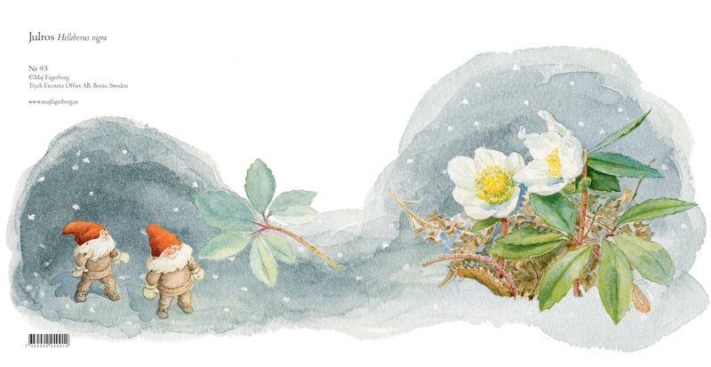 Julkort Julros 15x15 cm  Maj Fagerberg