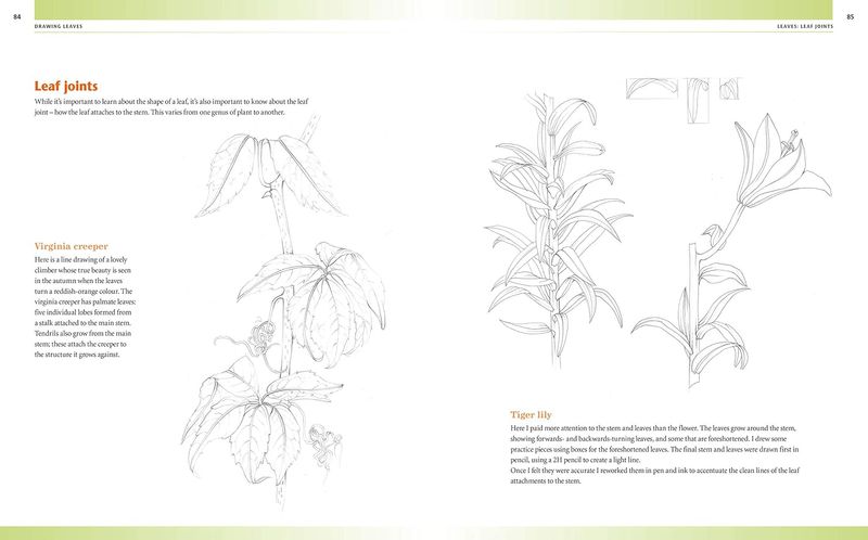 Drawing & Painting Flowers- Målningsguide