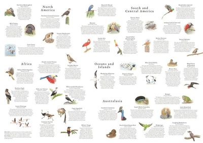 Pussel 1000 bitar Around the world 50 Birds
