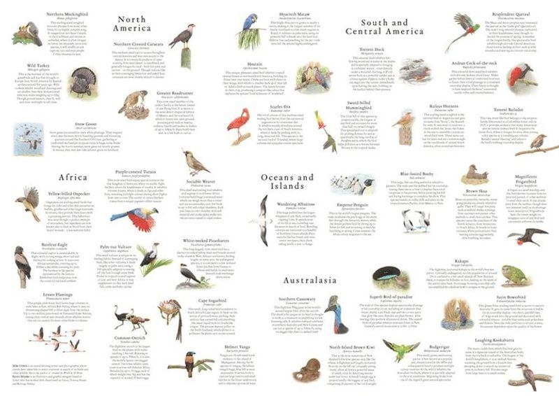 Pussel 1000 bitar Around the world 50 Birds