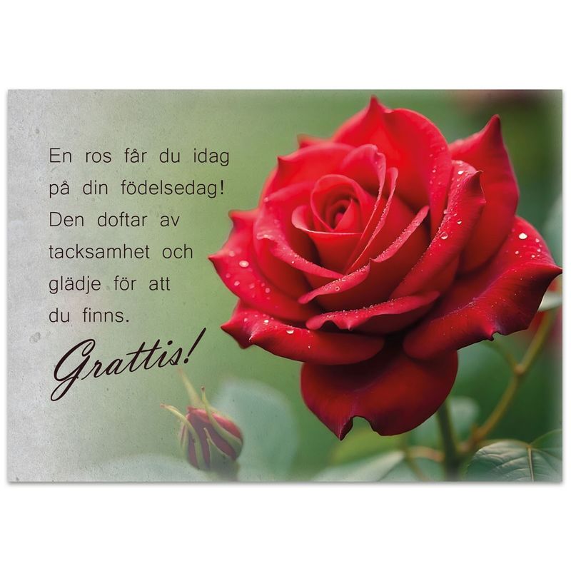 Vykort - En ros får du idag på din födelsedag!
