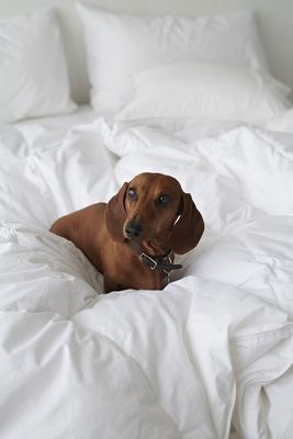 Hotelltäcke Svalt 500g 150x200 Borganäs of Sweden