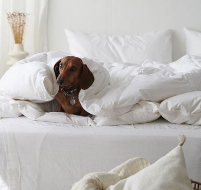 Hotellpaket Grön Standard - Täcke, kudde och bäddset