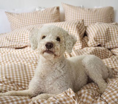 Märta Gul Rutigt Bäddset Enkeltäcke 150x210 Borganäs of Sweden