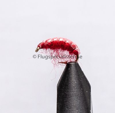 Gammarus