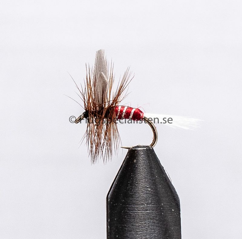 Red Spinner 