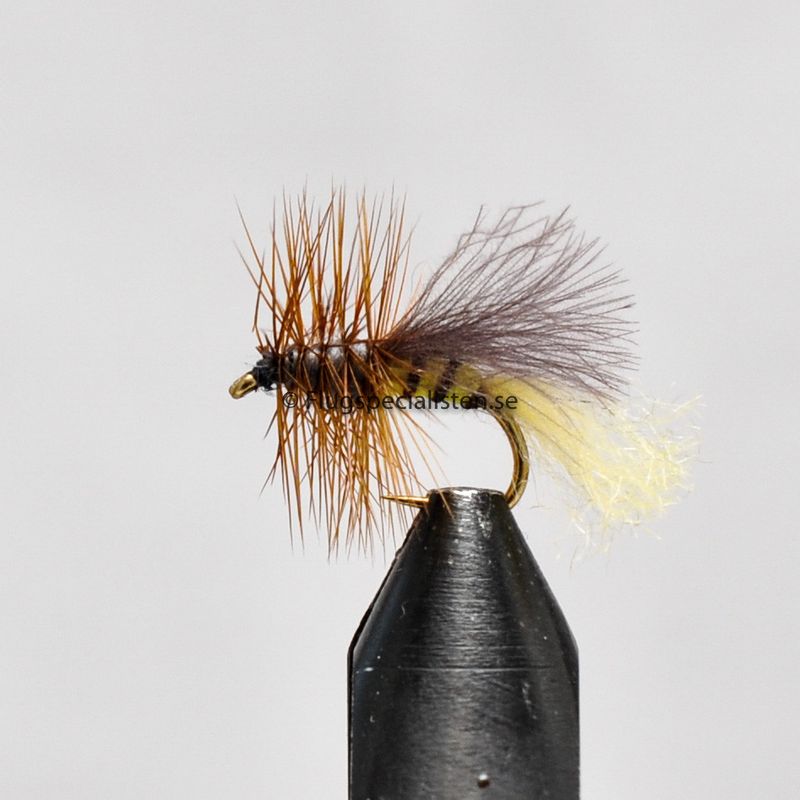 Common burrower mayfly