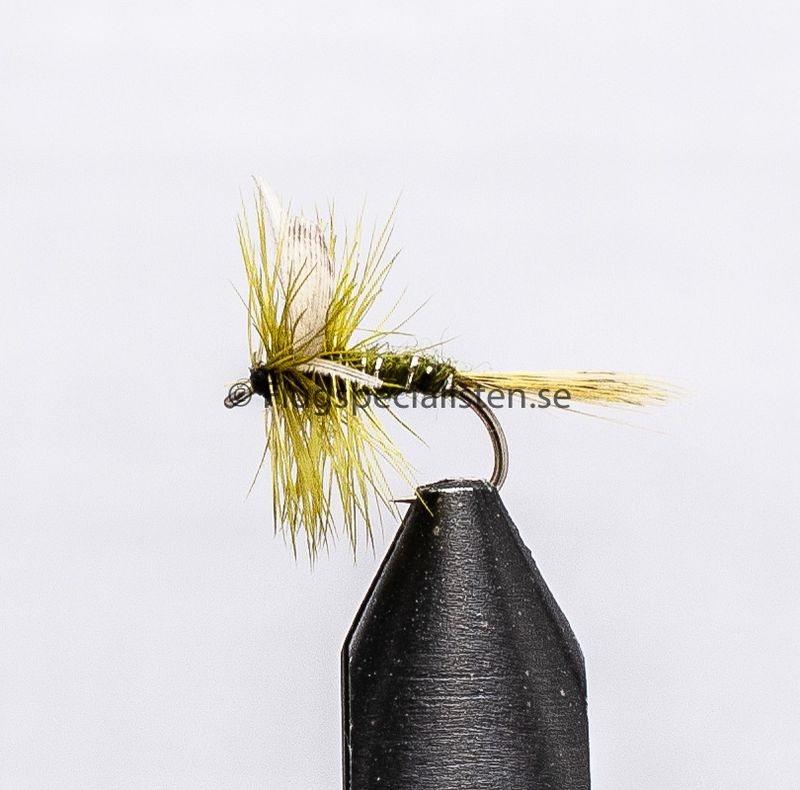 Rough Olive