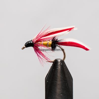 Parmachene belle 