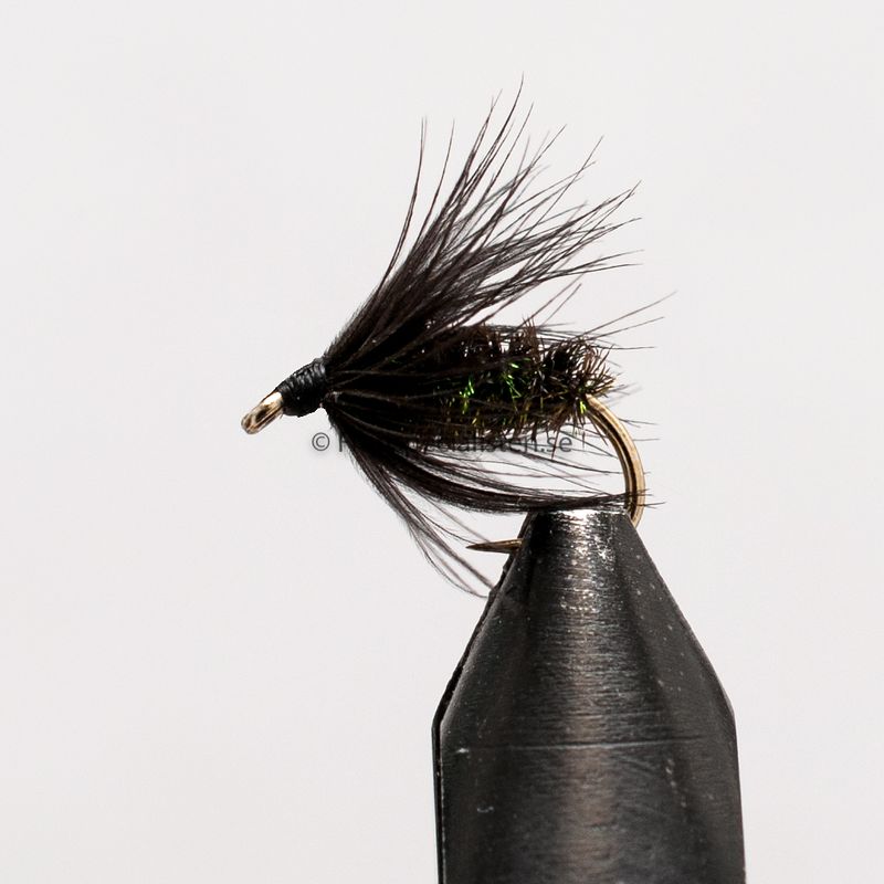 Spider Peacock 
