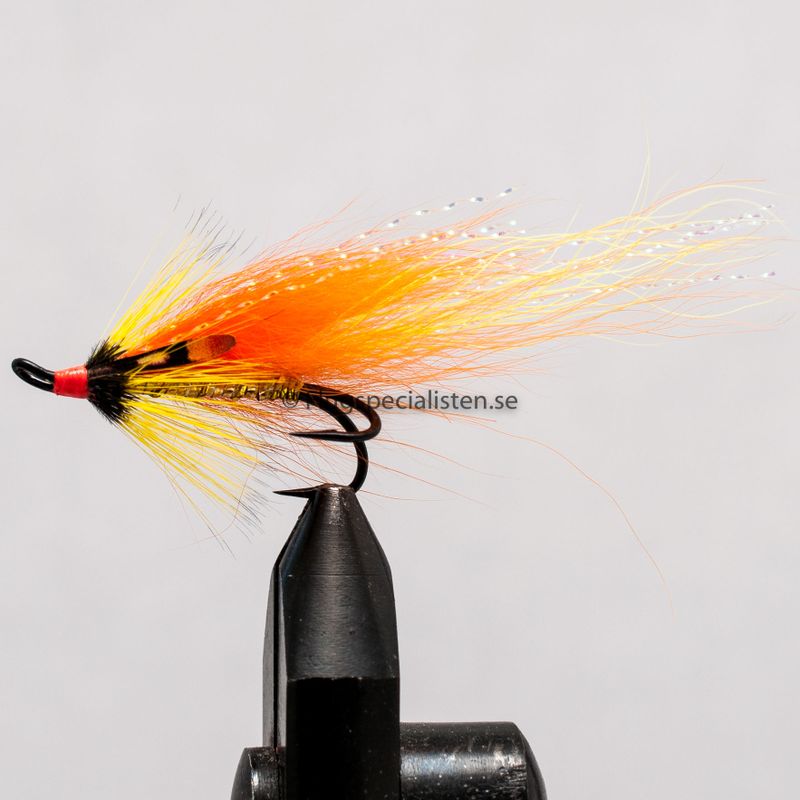 Finn Gold Longtail 
