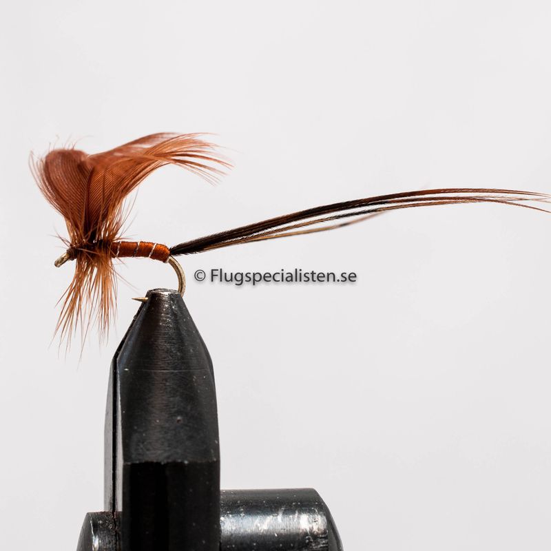 Mayfly Brown Winged