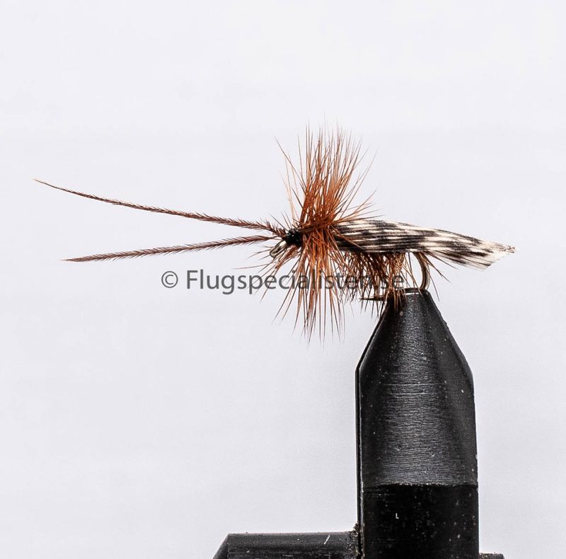Sedge Dark Brown Horned