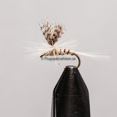 Eintagsfliege P.M.D