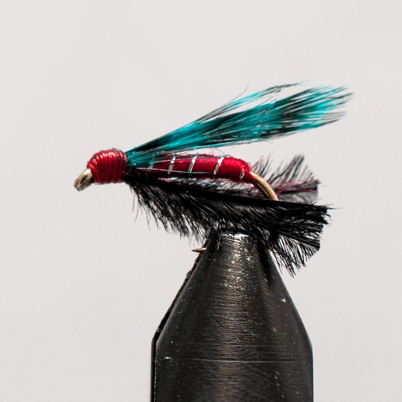 Blauflügel 