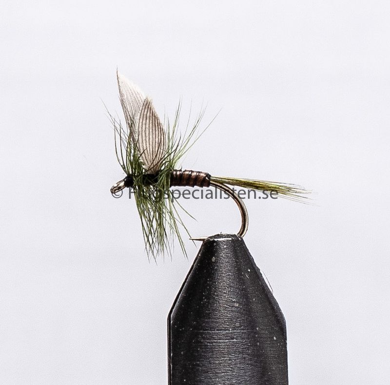 Olive Quill 