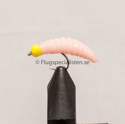 Maggot fluga