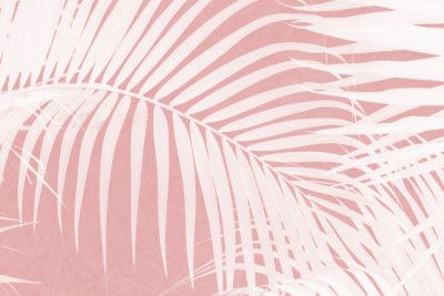 Palm Leaves On Pink Silhouette IV
