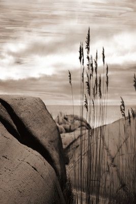 Beach Reed