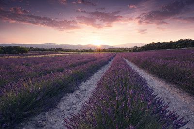Purple Provence