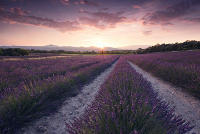 Purple Provence