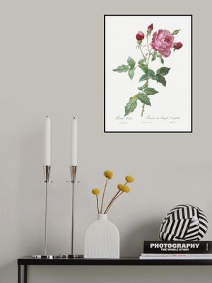 Provence Rose, Les Roses (1817–1824)