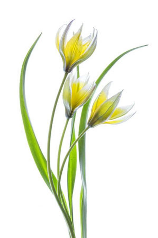 ~~Tulipa~~