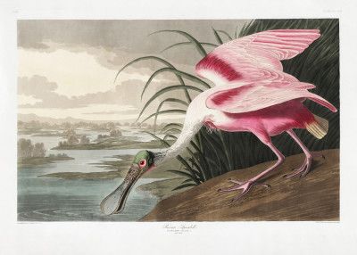 Roseate Spoonbill From Birds of America (1827)