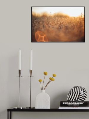 Serene Golden Field During Sunset