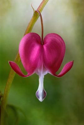 Bleeding Heart