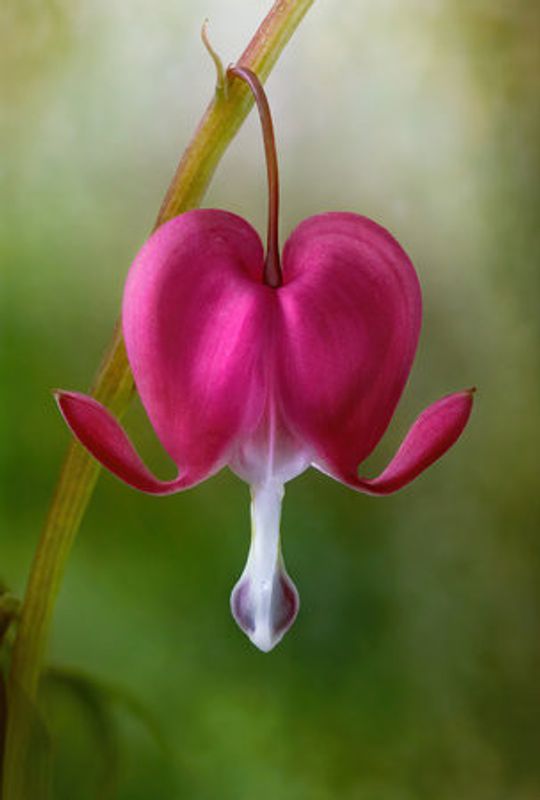 Bleeding Heart