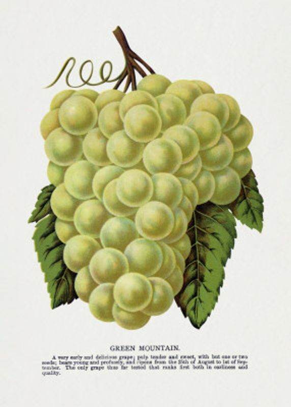 Green Mountain Grape Lithograph